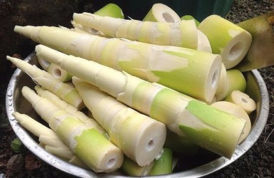 cách bảo quản măng tươi lâu không bị khô cứng